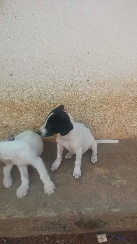 Cachorro raça vira-lata idade 2 a 6 meses nome Não tem nome