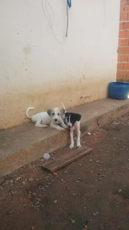 Cachorro raça vira-lata idade 2 a 6 meses nome Não tem nome