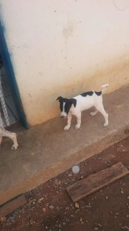 Cachorro raça vira-lata idade 2 a 6 meses nome Não tem nome