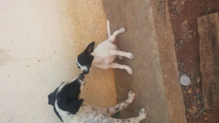 Cachorro raça vira-lata idade 2 a 6 meses nome Não tem nome