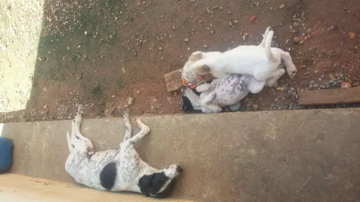 Cachorro raça Vira-lata idade 2 a 6 meses nome BranquinhoS tem nome