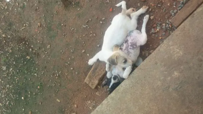 Cachorro raça Vira-lata idade 2 a 6 meses nome BranquinhoS tem nome