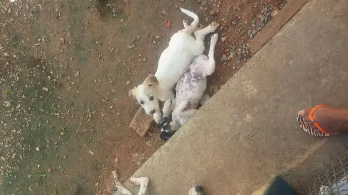 Cachorro raça Vira-lata idade 2 a 6 meses nome BranquinhoS tem nome