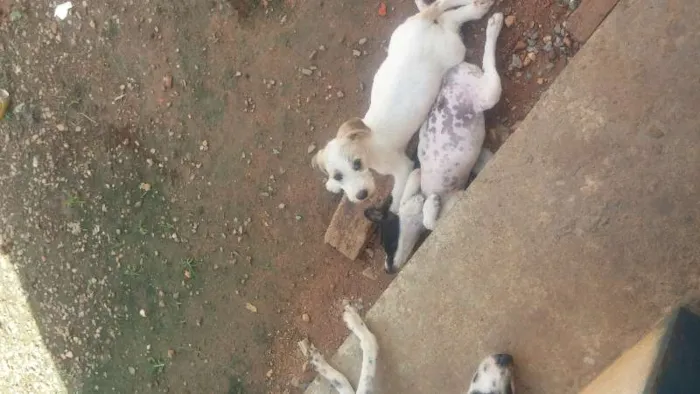 Cachorro raça Vira-lata idade 2 a 6 meses nome BranquinhoS tem nome