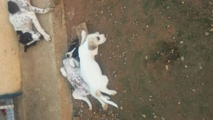 Cachorro raça Vira-lata idade 2 a 6 meses nome BranquinhoS tem nome