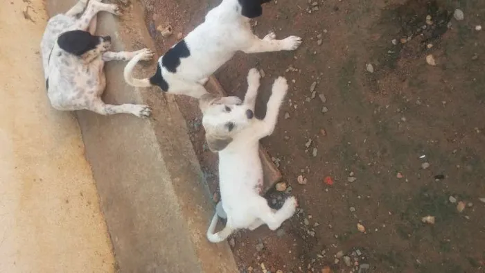 Cachorro raça Vira-lata idade 2 a 6 meses nome BranquinhoS tem nome