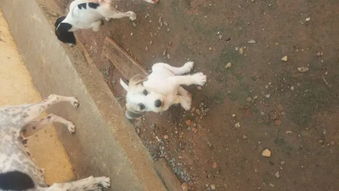 Cachorro raça Vira-lata idade 2 a 6 meses nome BranquinhoS tem nome