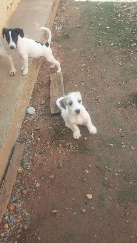 Cachorro raça Vira-lata idade 2 a 6 meses nome BranquinhoS tem nome