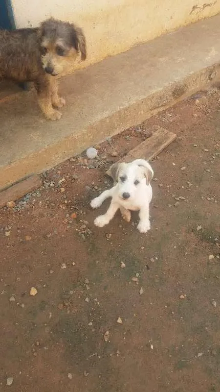 Cachorro raça Vira-lata idade 2 a 6 meses nome BranquinhoS tem nome