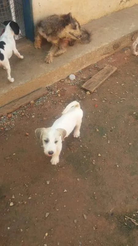 Cachorro raça Vira-lata idade 2 a 6 meses nome BranquinhoS tem nome