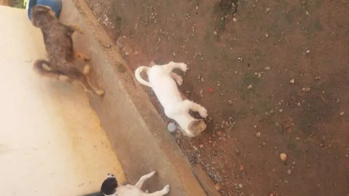 Cachorro raça Vira-lata idade 2 a 6 meses nome BranquinhoS tem nome