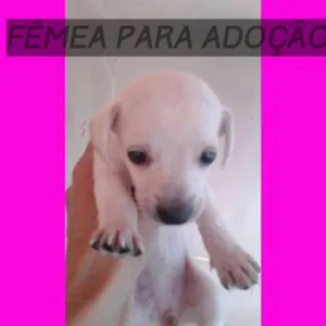 Cachorro raça vira lata idade Abaixo de 2 meses nome branquinha