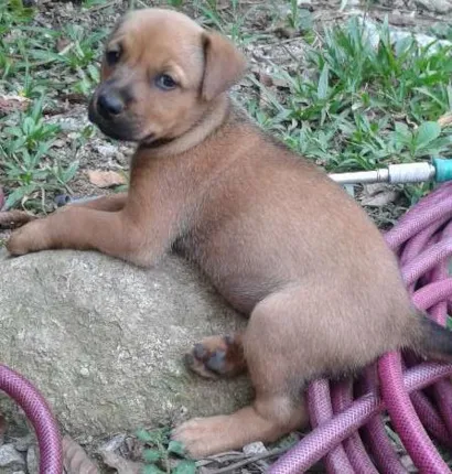 Cachorro raça Vira Lata idade 2 a 6 meses nome Loira, Caramelo e P