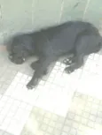 Lacta