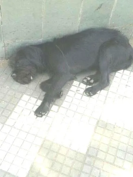 Cachorro ra a SRD idade 2 anos nome Lacta