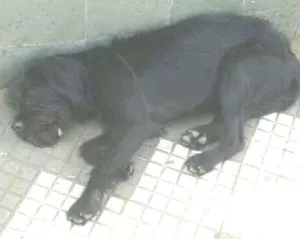 Cachorro raça SRD idade 2 anos nome Lacta