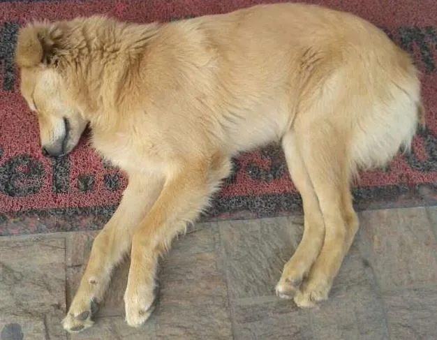 Cachorro ra a SRD idade 1 ano nome Quindinha