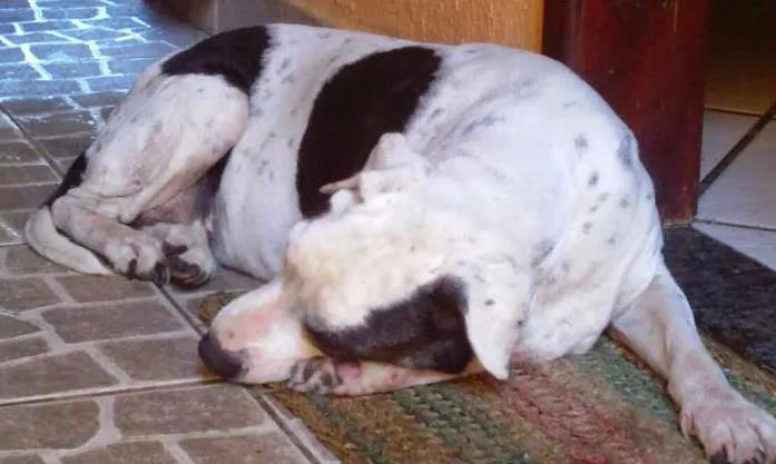 Cachorro ra a SRD idade 6 ou mais anos nome Ivete