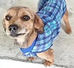 Cachorro raça vira lata idade 2 anos nome tob