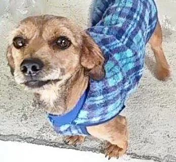 Cachorro ra a vira lata idade 2 anos nome tob
