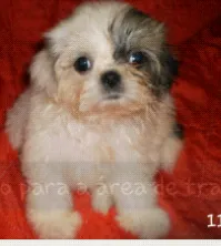 Cachorro ra a thih tzu idade 2 a 6 meses nome Menininha