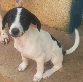 Cachorro raça vira-lata idade 2 a 6 meses nome Não tem nome