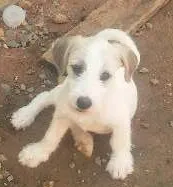 Cachorro raça Vira-lata idade 2 a 6 meses nome BranquinhoS tem nome