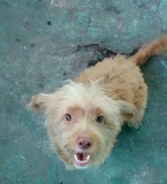 Cachorro ra a poodle com cocker idade 1 ano nome Mel