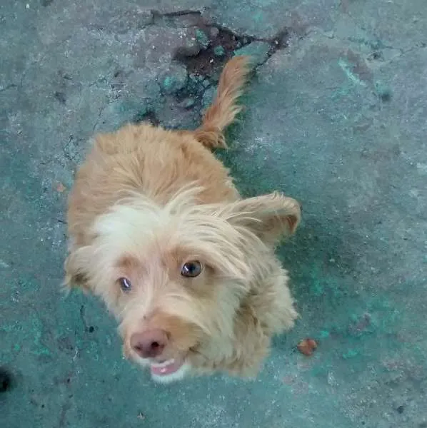 Cachorro ra a poodle com cocker idade 1 ano nome Mel