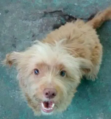 Cachorro ra a poodle com cocker idade 1 ano nome Mel