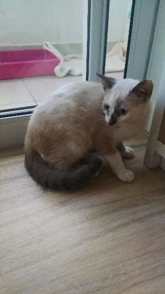 Gato raça mestiça idade 2 a 6 meses nome kika
