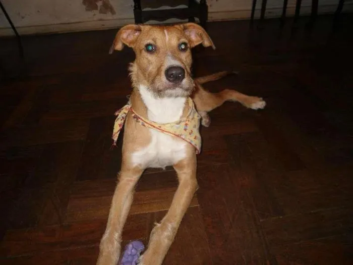 Cachorro ra a  idade 2 anos nome Thor