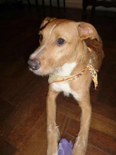 Cachorro ra a  idade 2 anos nome Thor