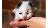 Gato raça  idade Abaixo de 2 meses nome Sem Nome