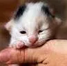 Gato raça  idade Abaixo de 2 meses nome Sem Nome