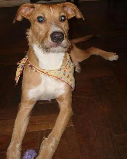 Cachorro ra a  idade 2 anos nome Thor