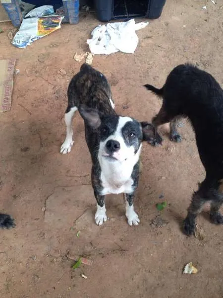 Cachorro ra a mestiça idade 2 anos nome KIRA