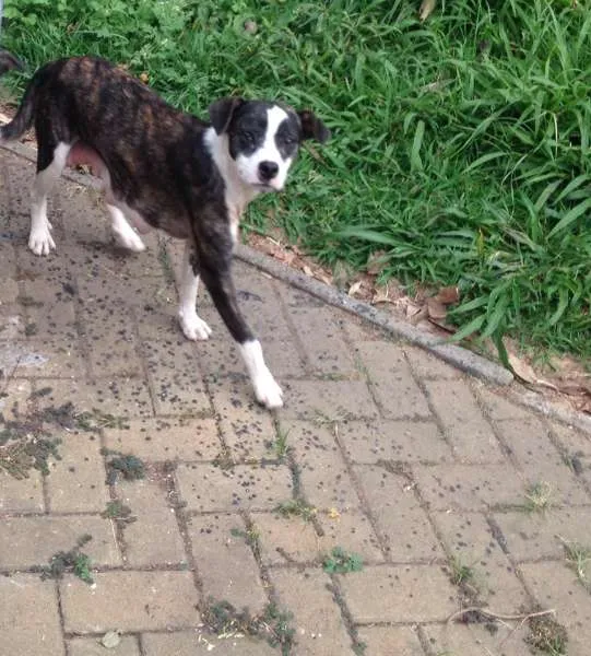 Cachorro ra a mestiça idade 2 anos nome KIRA