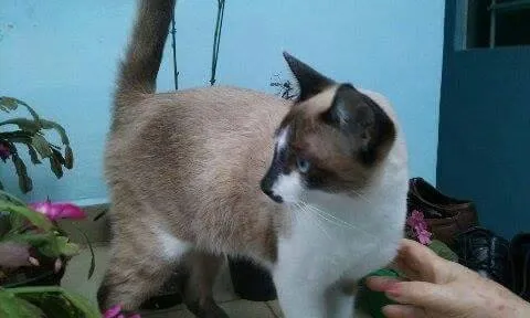 Gato ra a SRD idade 2 a 6 meses nome Nino