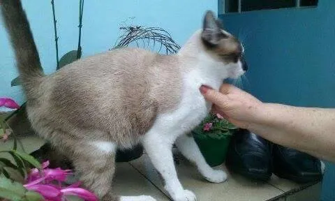 Gato ra a SRD idade 2 a 6 meses nome Nino