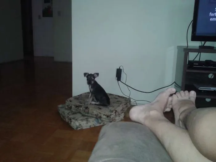 Cachorro ra a pinche c fox idade 2 a 6 meses nome Luna