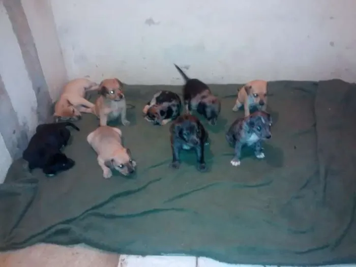 Cachorro ra a vira-lata idade 2 a 6 meses nome sem nome 