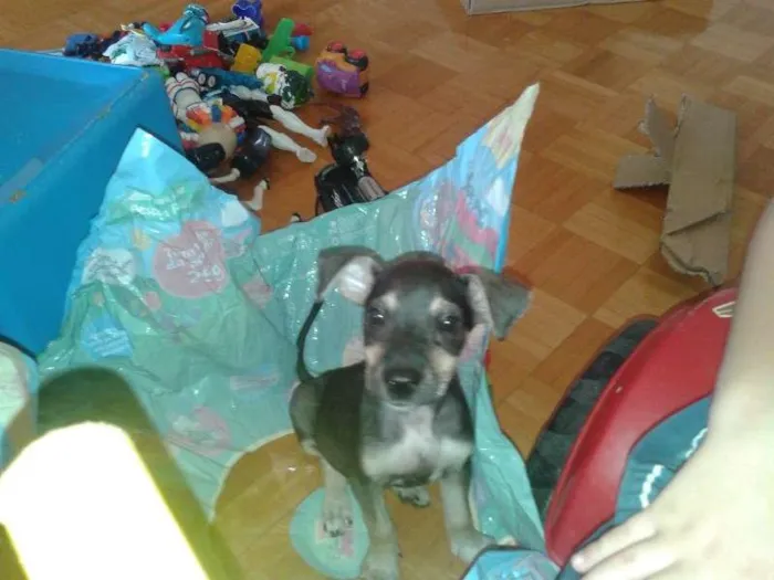 Cachorro ra a pinche c fox idade 2 a 6 meses nome Luna
