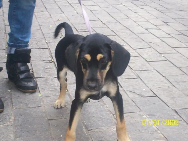 Cachorro ra a SRD idade 2 a 6 meses nome Marley