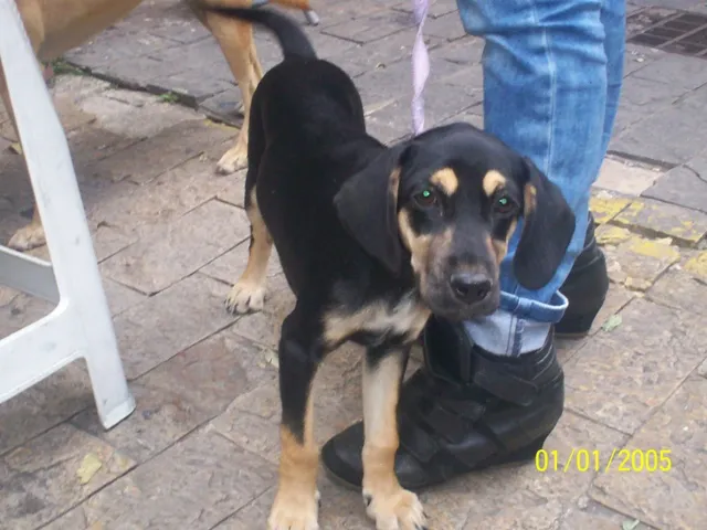 Cachorro ra a SRD idade 2 a 6 meses nome Marley