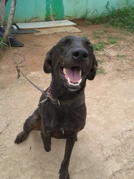 Cachorro ra a SRD idade 2 anos nome Pelé