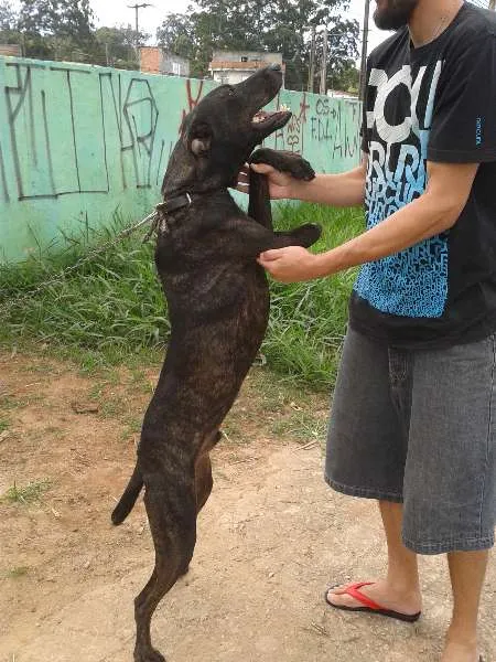 Cachorro ra a SRD idade 2 anos nome Pelé