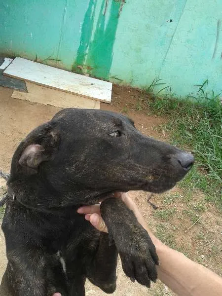Cachorro ra a SRD idade 2 anos nome Pelé