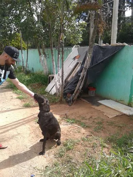 Cachorro ra a SRD idade 2 anos nome Pelé