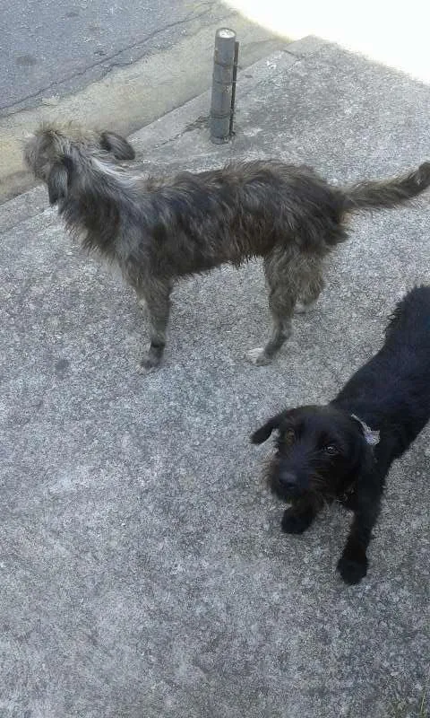 Cachorro raça indefinida idade 1 ano nome Não tem